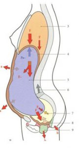 Pressions abdominales en cours de grossesse ou en cas d'hyperlordose lombaire